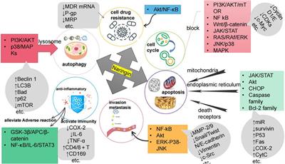 Research progress on the anti-tumor effect of Naringin